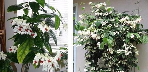 朋友家的盆栽龙吐珠老叶黄不开花,为啥我的爬满围墙,每年都开花