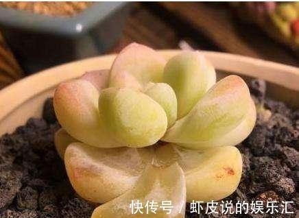 多肉冬季“化水”,除了“温度低”外,2个“原因”也要预防