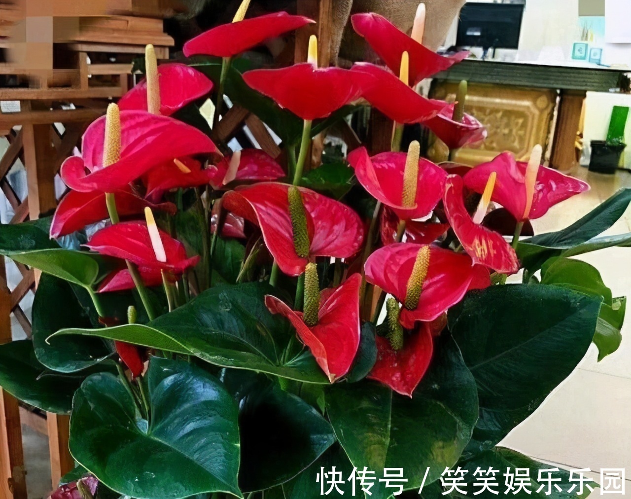 红掌|室内养盆“四季花”,花量巨大,一年365天,每天开花