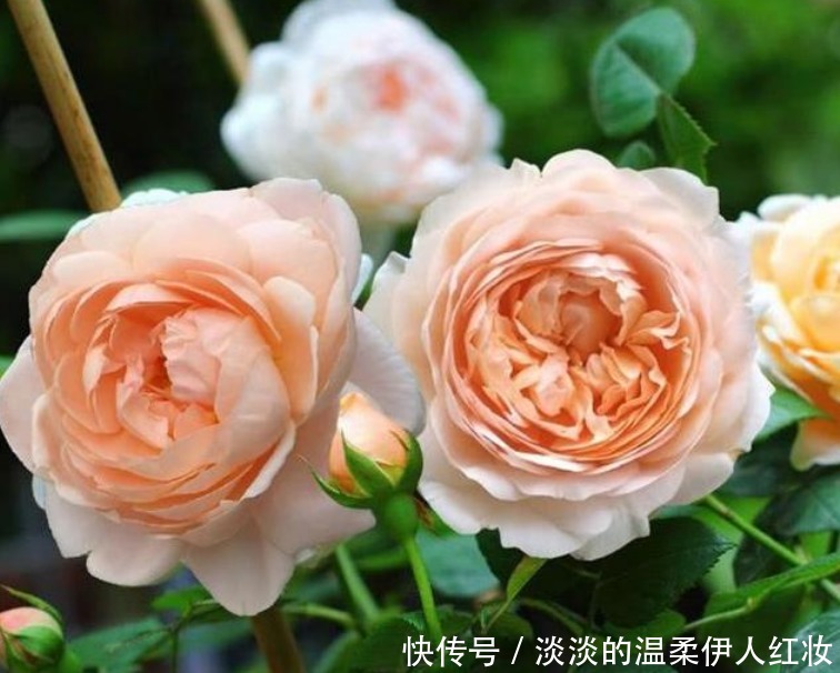 球根海棠|3种花好养又漂亮，比牡丹美，比绿萝好养，一开就是200天！