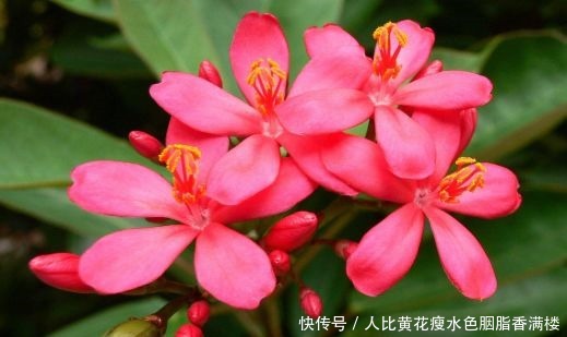 喜欢养护花卉,就选择花期长,花色艳,美丽漂亮能爆盆的5种花卉