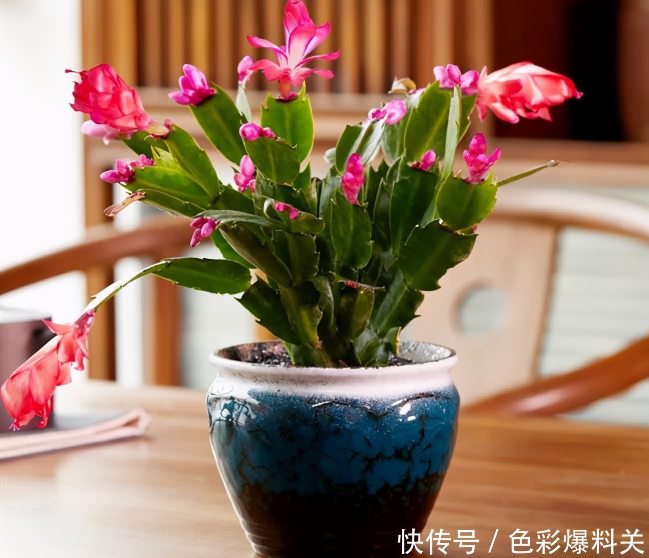 夏天|夏天,有4种花不能浇水多了,“控制浇水”才能状态更美