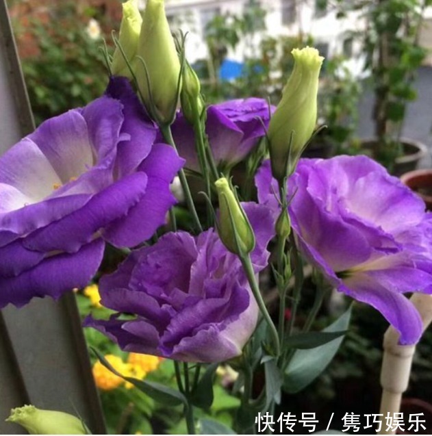 此花超漂亮，花朵硕大、花期长，一开就是200天