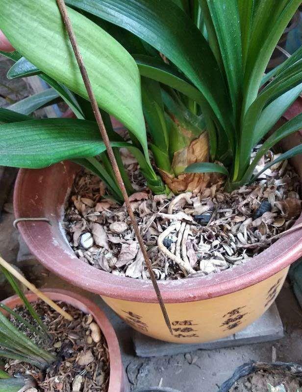 新根|一个小“东西”,掌握君子兰“浇水密码”,看准了,不再烂根黄叶