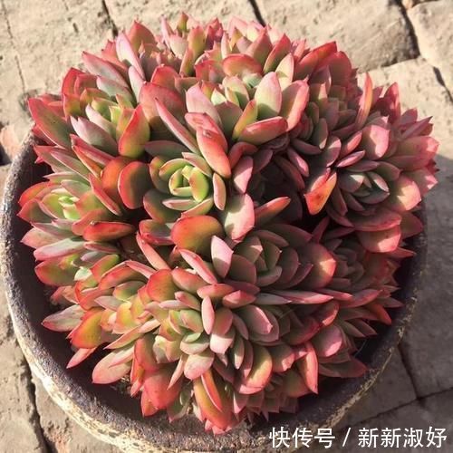 小米星|12款多肉天生就爱凑热闹,爆盆群生是强项,花友:养起来真过瘾