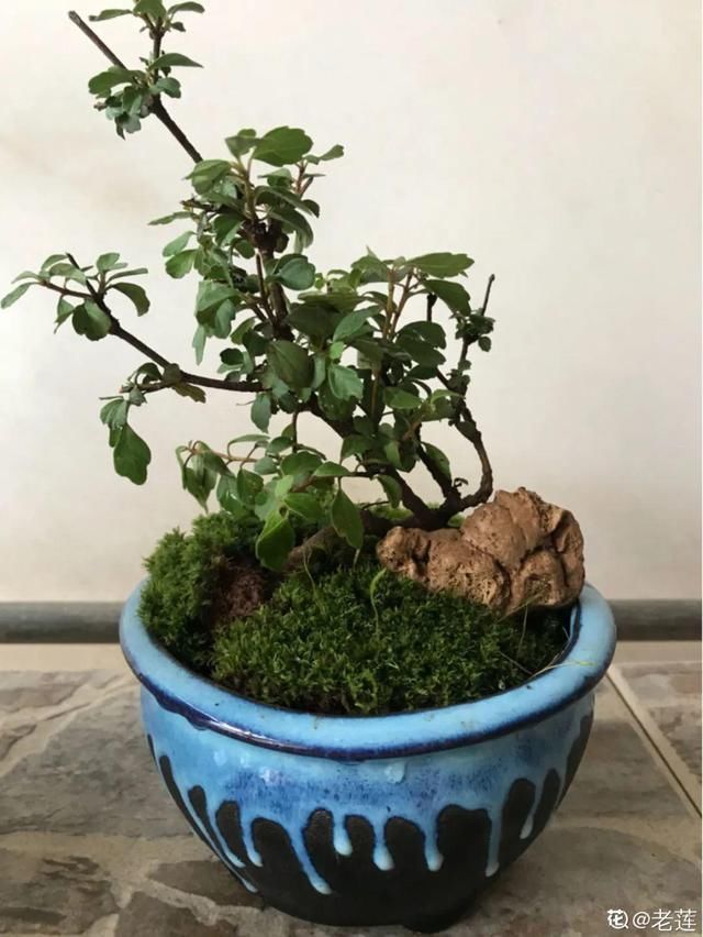 花盆里|农村不起眼的树,挖一棵做盆景,比买得还要好看