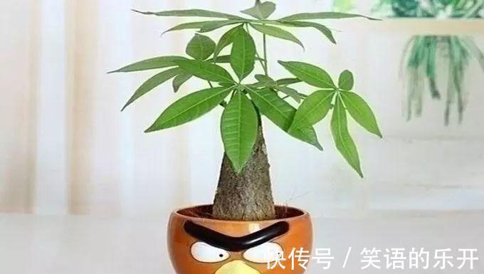 冬季花卉黄叶原因大盘点,看看你的花花中招了没