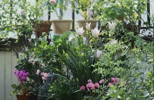 黄叶|客厅2个地方,千万别养花,不能忽视,养了也尽快搬走