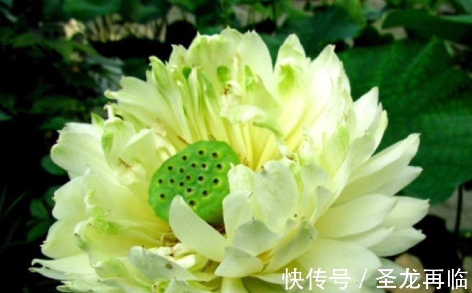 养花也要养“独特”品种,这些“绿颜色”的花就不错,喜欢可以养