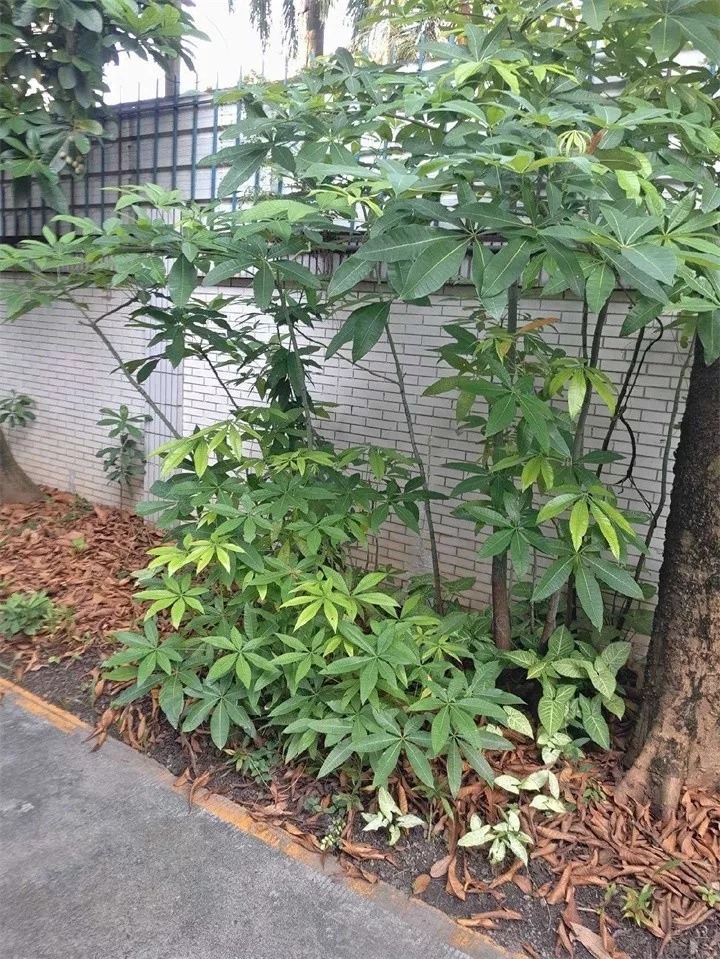 北方家里当宝的花,南方大马路上全都是,我酸了!