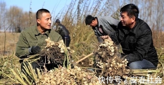 种子|生长在泥土里的“万年脏”, 1粒种子能长满一片, 一斤能卖60元