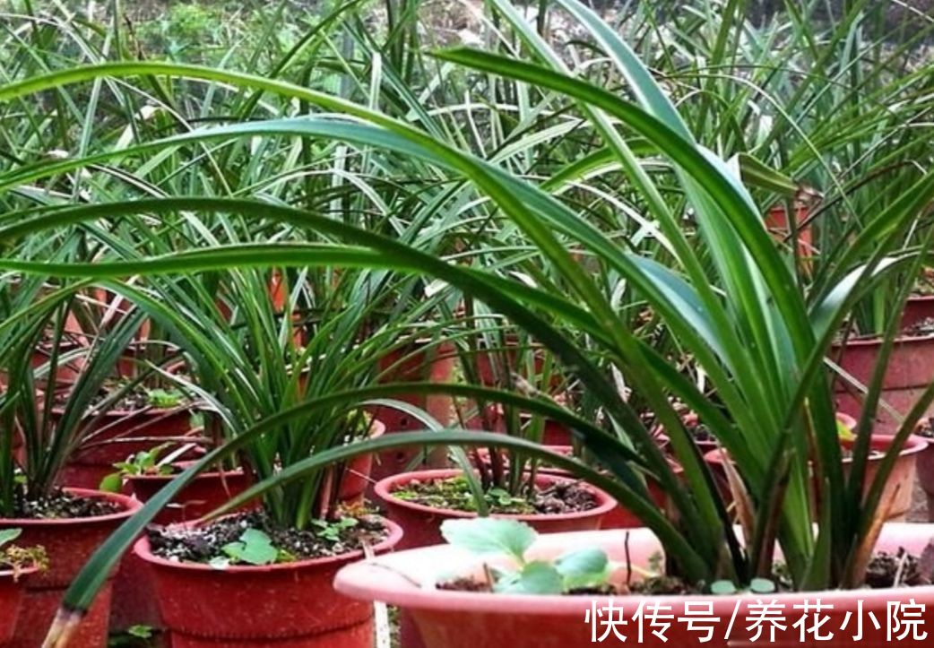 秋天养兰花，掌握4个“小技巧”，植株长势旺，更容易开花