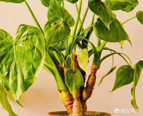 为什么在楼房里养花难成活？