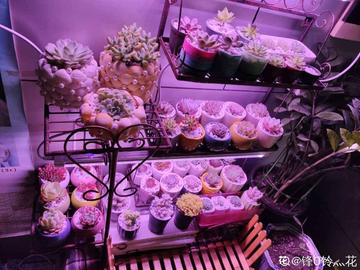 过来人|要想入养花坑，4个方面要考虑清楚，不然浪费时间浪费钱