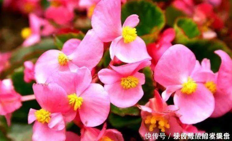 种花|4种花是开花机器,开起花来拦不住,全年都在开花美极了