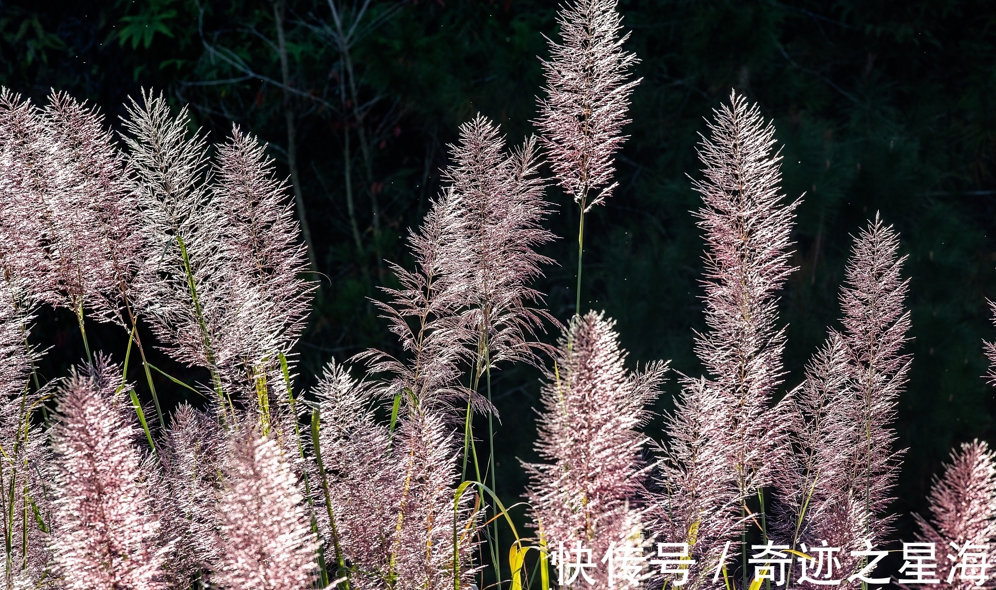 诗人&宋诗精华五首,其中一首是苏洵的压卷之作,值得一读