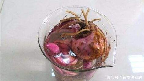 百合种球|喜欢百合,可你真的会种吗?百合种植方法图解