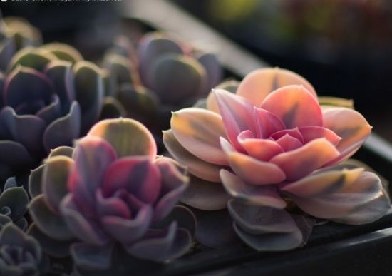 养肉朋友别烦恼，妙招帮你省心事，多肉世界多的是你不知道的事！