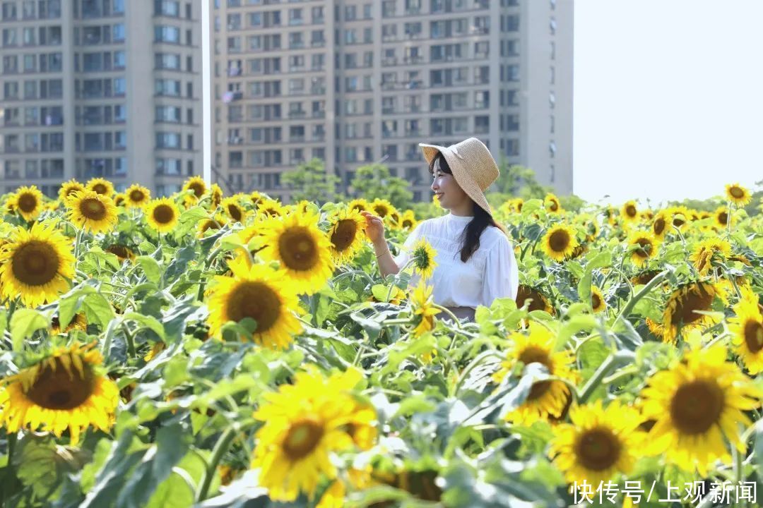 夏日探花丨金海湖畔|夏日探花丨金海湖畔向日葵进入最佳观赏期，邀你快来打卡