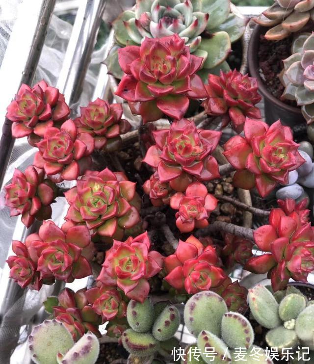 条件|如果有露养的条件，别错过这5款多肉，出了状态红似火漂亮极了