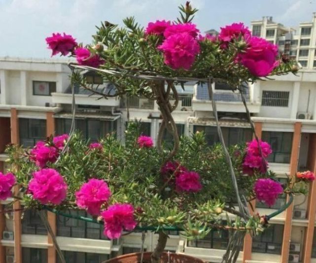 此花一开就是365天，便宜好养又好看，沾土就活，不会养花就养它