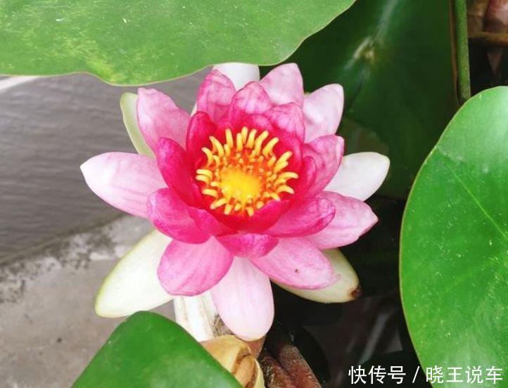 夏天家里养此款花,花期长花量大,惊艳如花球,美翻了