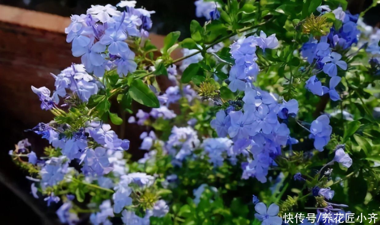 到了夏季，错误的养花方法很危险，越是新手越容易出问题