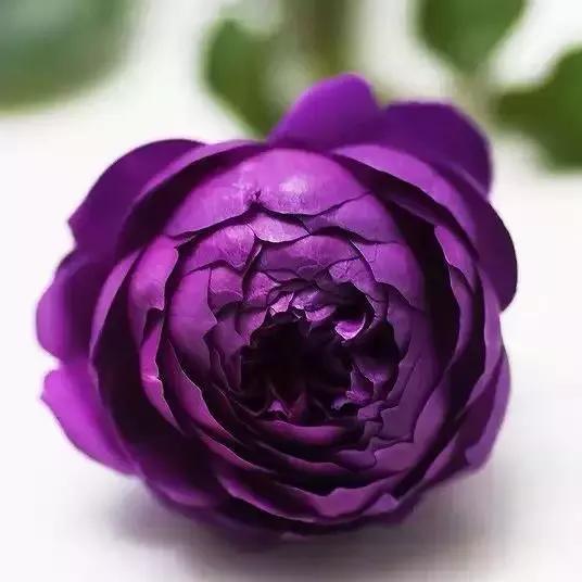 此月季一到秋天就变色,花大色妖艳,水果花香,四季开花,易爆盆