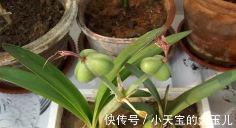 朱顶红,新年吉祥花,养好朱顶红,新年一定红