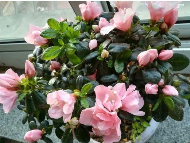 3种花是“醋坛子”，1个月浇“1杯”，不黄叶、不掉蕾，呼呼长！