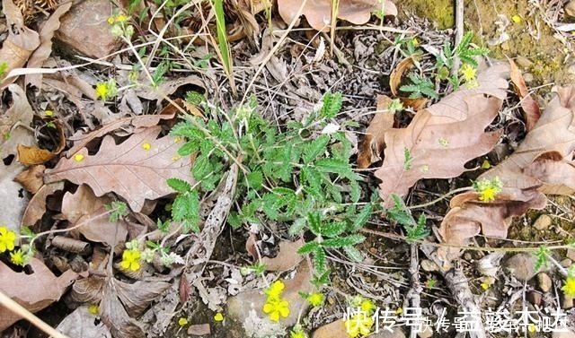 白草|根似“人参”味道甘甜,乡下小孩挖它当零食,如今30元有人收!