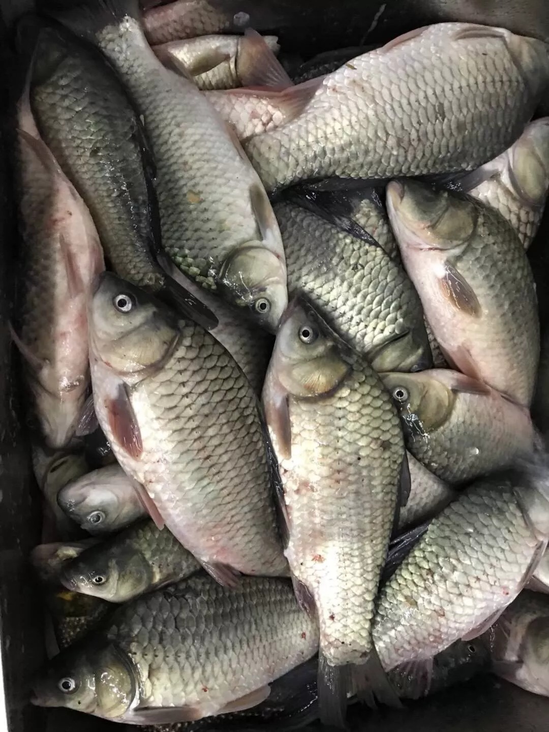 钓位|冬钓鲫,想上鱼就一定要避开这三种钓位!