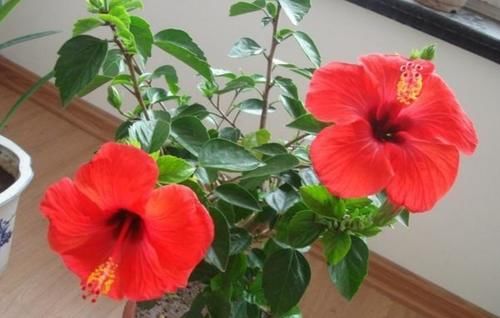 把5种花养在家里，一年四季都开花，真漂亮