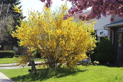 早春灿烂迷人的花树,路上开满一树的花你认得哪一种
