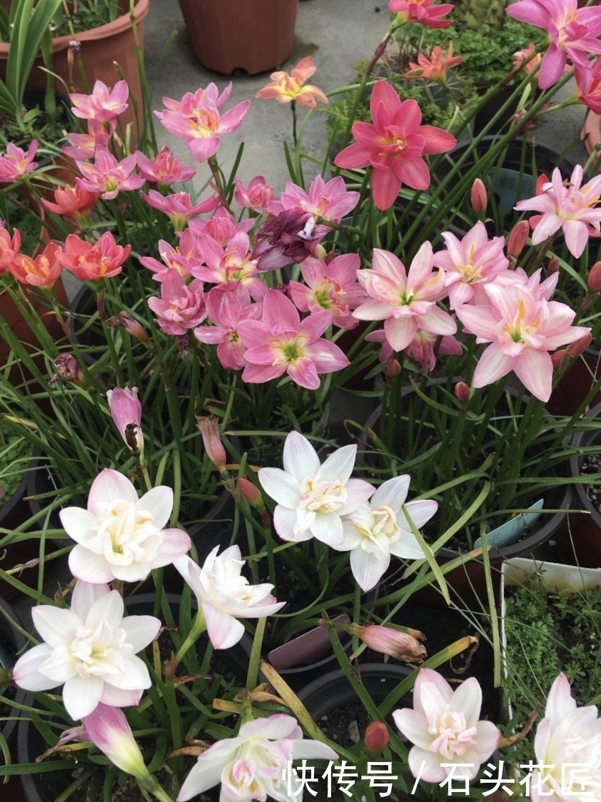 花友评选出6种“良心”好花,价格不高、花朵都是“高颜值”