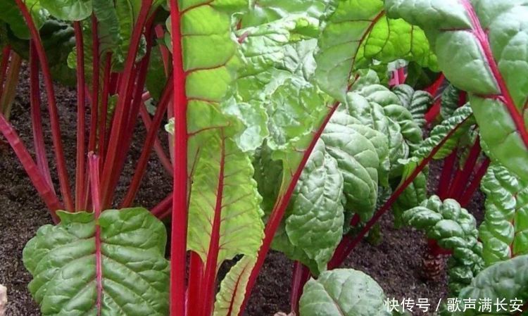 适合女性吃的3种食物,养心补血,改善睡眠,早吃早受益