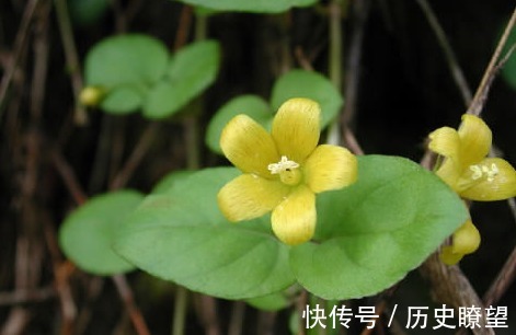 化痰止咳|久咳不止，不要不停吃药，不妨试试此野草，化痰止咳，早吃早受益