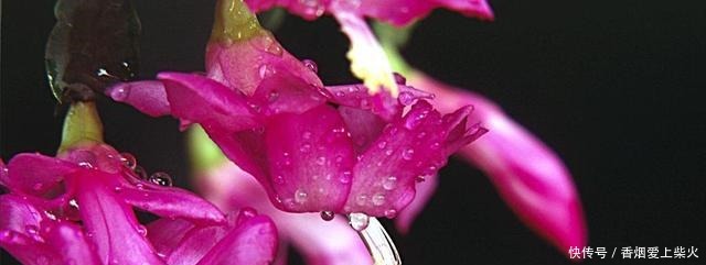 喂点“甜水”，蟹爪兰不烂根不黄叶，还开满盆花！