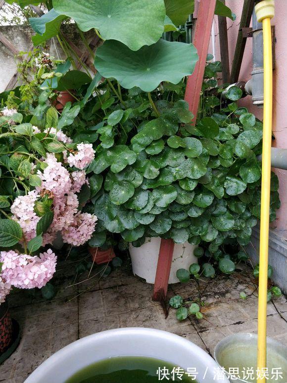 夏天里的“暴发户”,养盆铜钱草,天天爆盆,里里外外全是“钱”