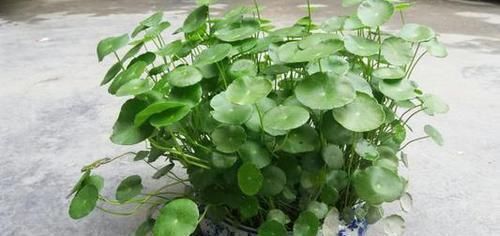 玉树|4种植物,一长高就得剪,剪晚了影响开花,别忽视!