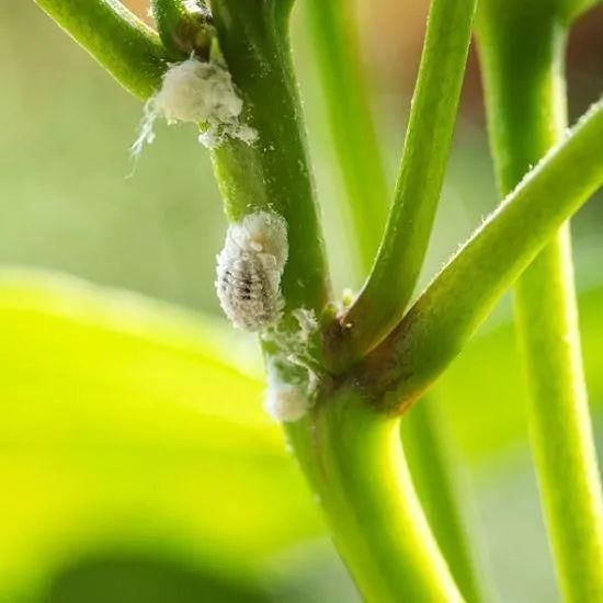 快速摆脱粉蚧虫几个小技巧 为啥家里的盆栽植物容易长粉蚧 快资讯