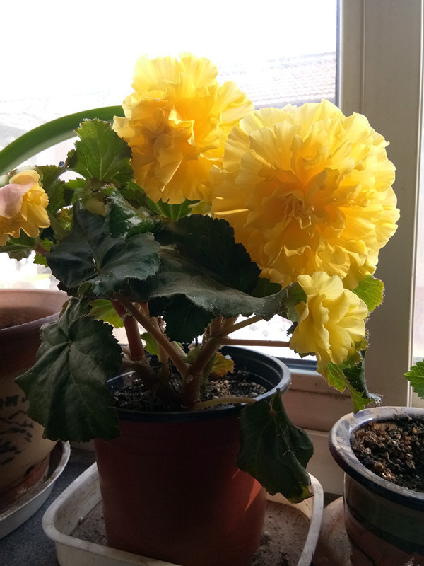 栽培|此花号称“最美草花”,不输牡丹月季茶花,花期超长,你值得拥有