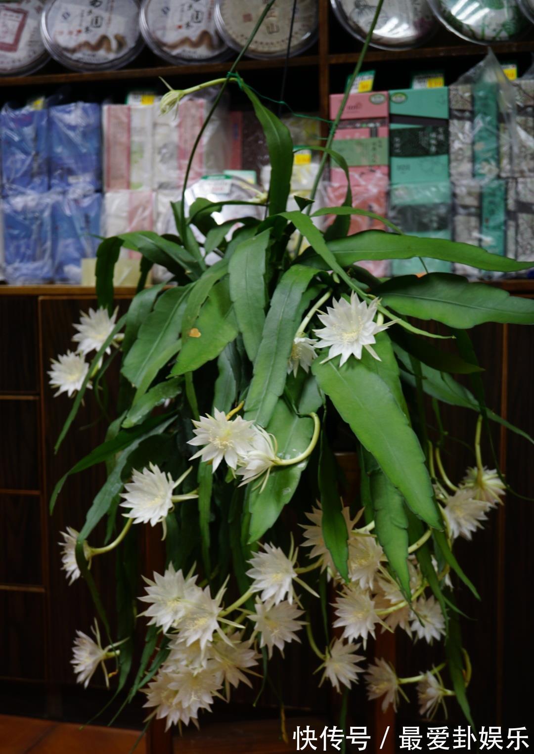 芳香|新型室内盆栽,耐阴好养,秋冬也有花开,花朵又美又香