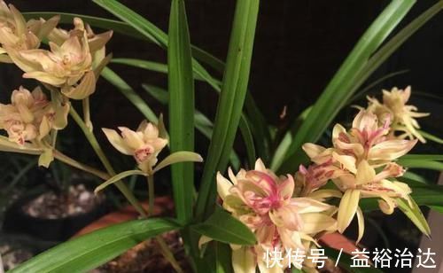 四季兰|被誉为兰花“第一奇”,花型少有,花苞又大又香,这么多年0差评