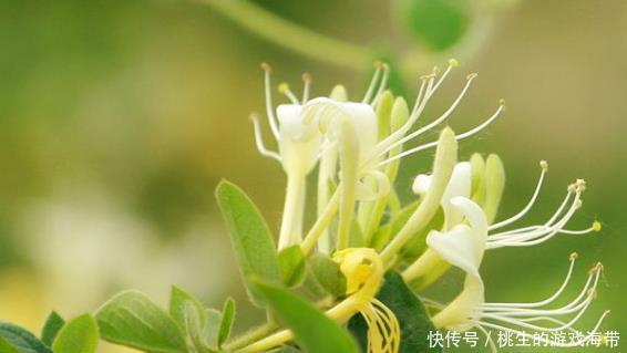 平肝|三味“中药”泡水喝，可清肝利胆、平肝明目，还缓解口干舌燥异常