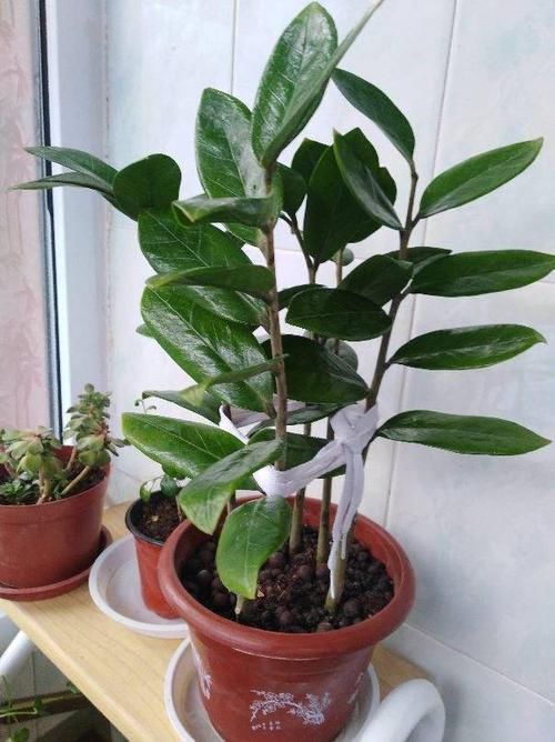 想让金钱树永远不黄叶,现在立马做好这些事,叶子油嫩宽厚真喜人