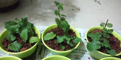 我用这方法扦插繁殖了几十盆的植物,薄荷、吊兰轻松培育