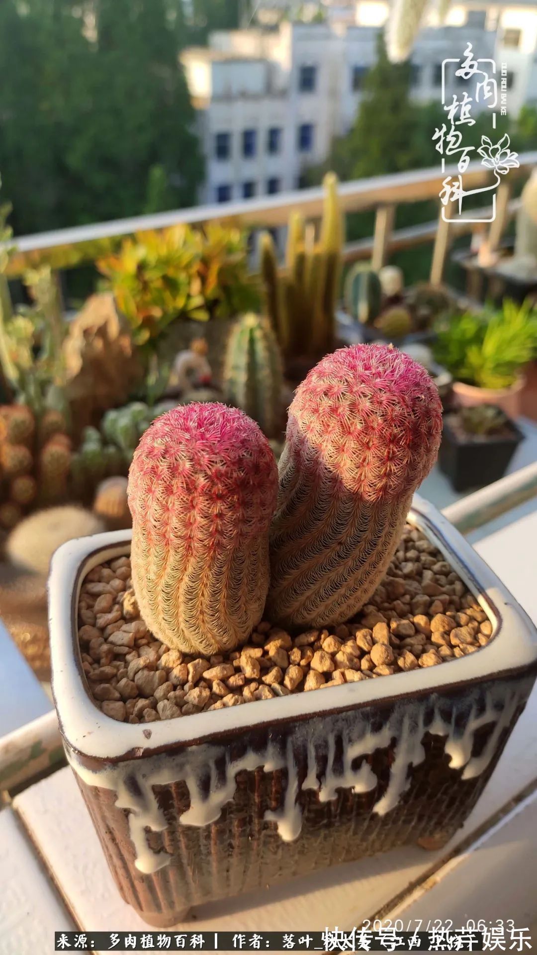 红太阳|养多肉秋天景天坑,夏天球球坑,人生百味都想尝!