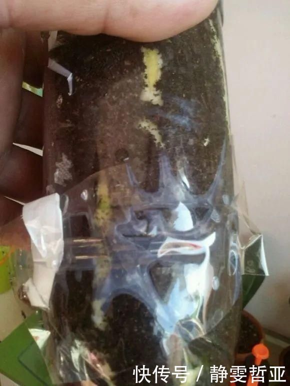 虎皮兰,红掌,吊兰养成老桩,变成大树,真壮观