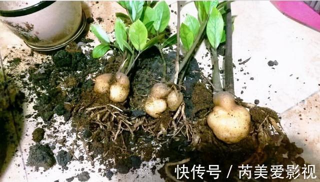 金钱树有“3怕2不喜”,难怪越养越稀疏,从不长新芽